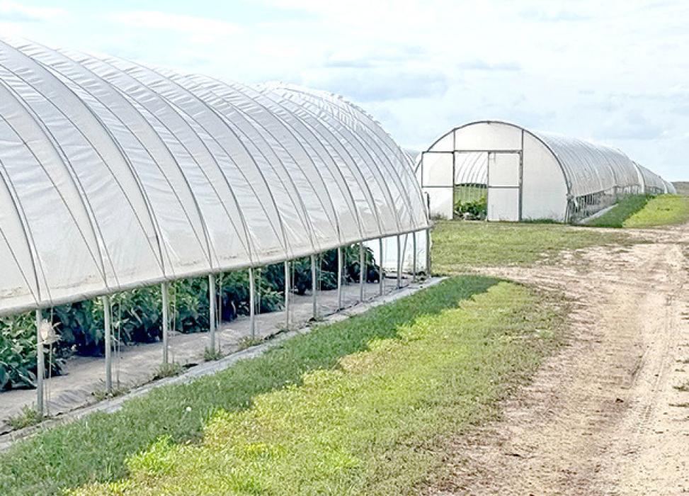 “Tunnel” installations reach up to 200 feet long at Cedar Creek Gardens near Okaton, S.D., shown on Sept. 22, 2025. (Photo: Bart Pfankuch / South Dakota News Watch)