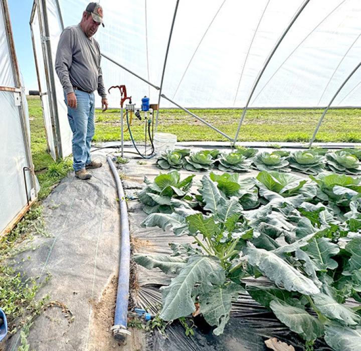 Bud Manke, co-owner at Cedar Creek Gardens near Okaton, S.D., shown on Sept. 22, 2025, examines the watering system within a tunnel growing operation on the farm. (Photo: Bart Pfankuch / South Dakota News Watch)