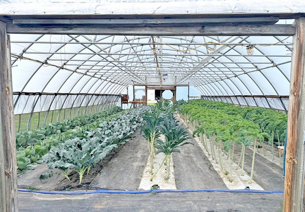 Two different varieties of kale and other vegetables are being grown at the first high tunnel installed in the early 2000s at Cedar Creek Gardens near Okaton, S.D., shown on Sept. 22, 2025. (Photo: Bart Pfankuch / South Dakota News Watch)