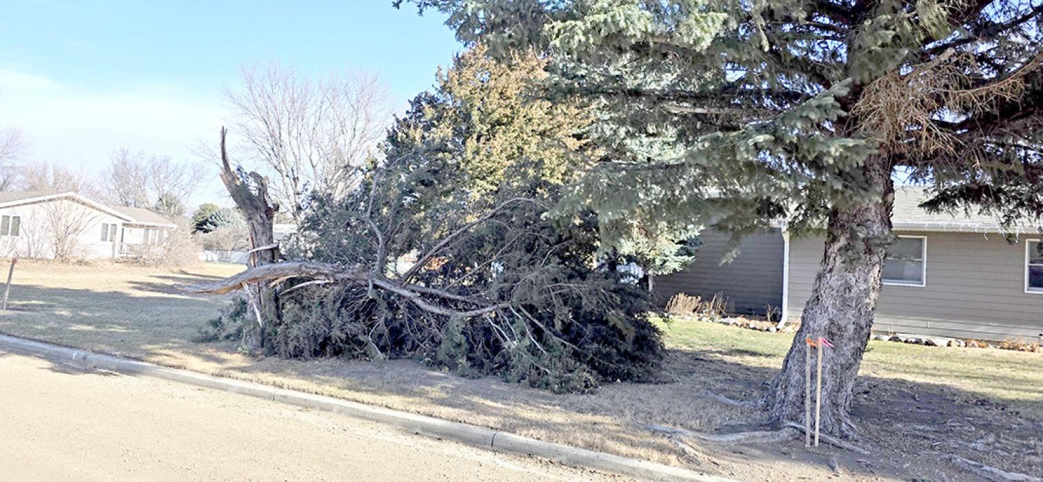 Powerful winds over the northwestern part of the country as strong as 150 mph caused widespread damage, including this tree and others in Gregory.