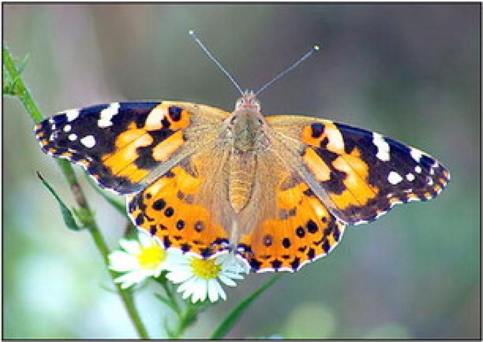 Southern Plains Behavioral Health Services plans butterfly release for suicide prevention