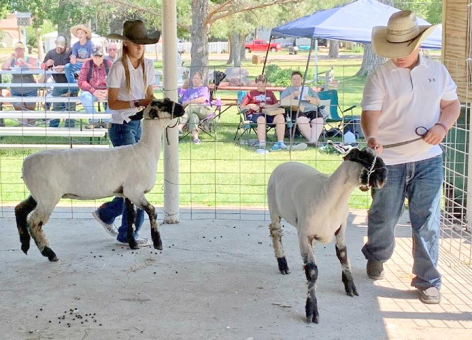 Brecken and Austin Vosika leading their sheep for the sheep show.