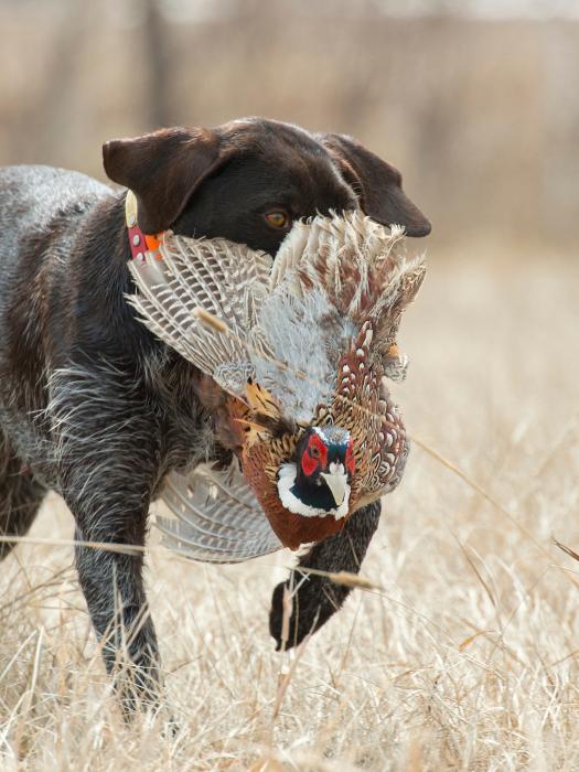 Game Fish & Parks predicts another banner year for pheasant hunters