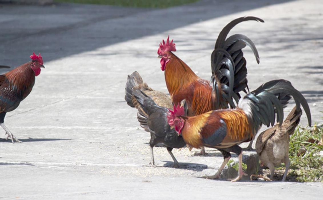 Chickens roam the streets in Key West like they own the place.