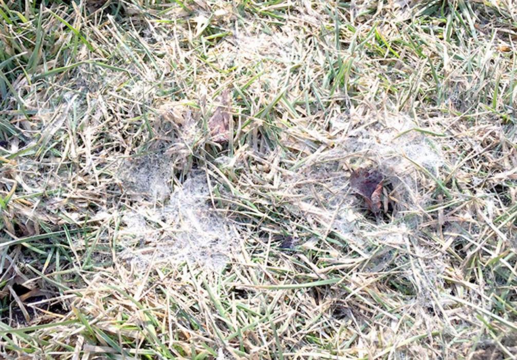 Snow mold appears as circular areas of matted brown grass sometimes found with gray or pink cobweb-like growth over these areas. (Photo by Melinda Myers)