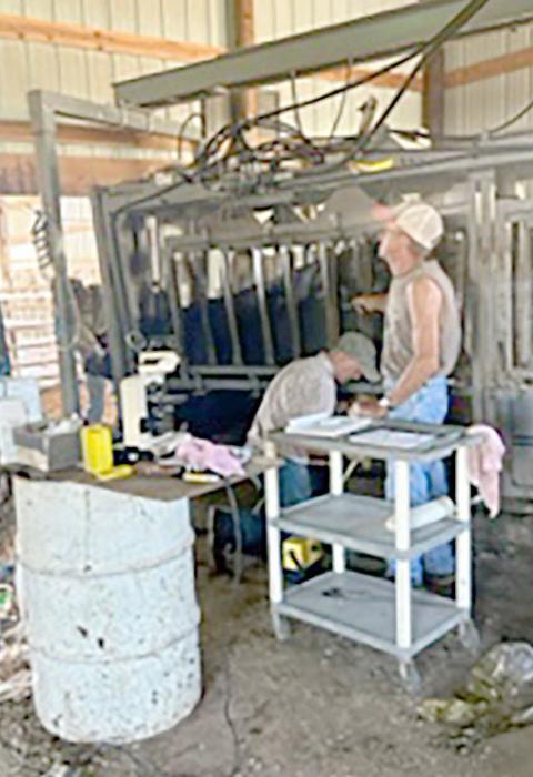The vet is semen checking a bull.