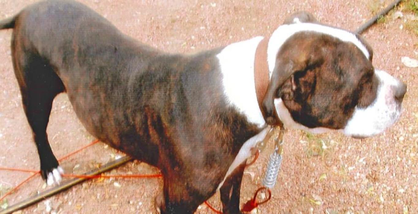 When Marco was rescued, he was suffering from severe malnutrition. Today, after vet care and time to heal, Marco is now a service dog.