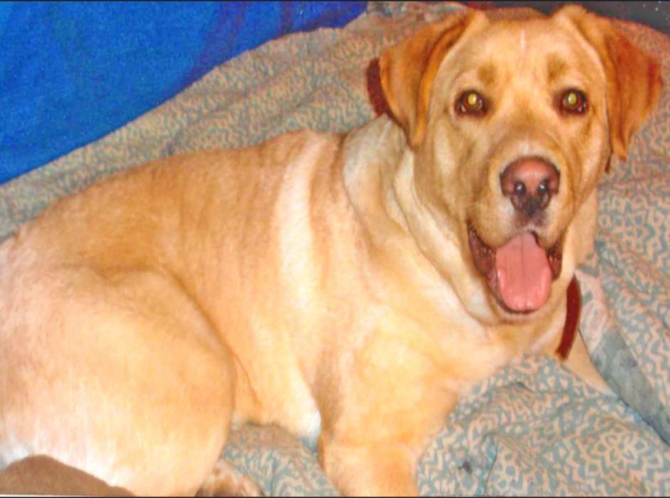 Daisy was skin and bones when Rescues Unlimited picked her up in spite of being pregnant with nine puppies. Some missionaries called them when no other rescues would respond. Three hours after she was rescued, she gave birth.