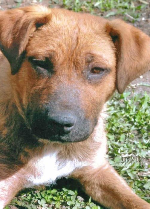 Asha had such a terrible case of mange when he was rescued that it took six months to heal him. He, like many other rescues, went on to become a service dog for a little boy who has diabetes. He alerts the boy before he goes into diabetic distress.