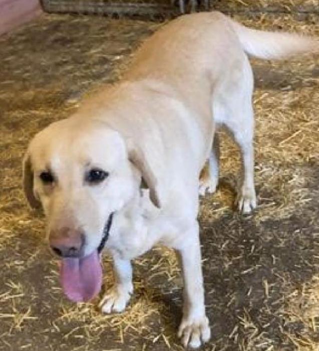 Sometimes the rescue gets dogs who might just be lost. Happy is one such dog, who appears to have been well taken care of. Since he has not been claimed, though, he is now up for adoption.