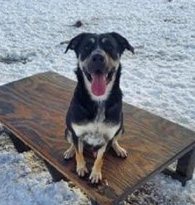 When placing a pet for adoption, Rescues Unlimited takes the animal’s personality into consideration. They recommend that Fred, pictured above, needs a home with at least one other dog and would be good with older children just because he is a big pup and could knock over the smaller kids when he is playing or excited.
