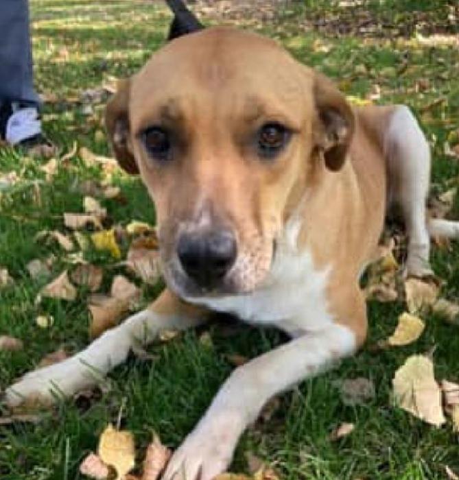Molly came in with porcupine quills that had been left so long that her face was infected.
