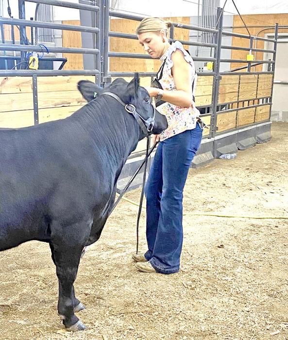 Anne Jo Erdmann’s daughter Brianna Schwarzrock gets ready to show Lovey at the South Dakota State Fair in Huron, S.D. in August 2024. (Submitted photo: Erdmann family)