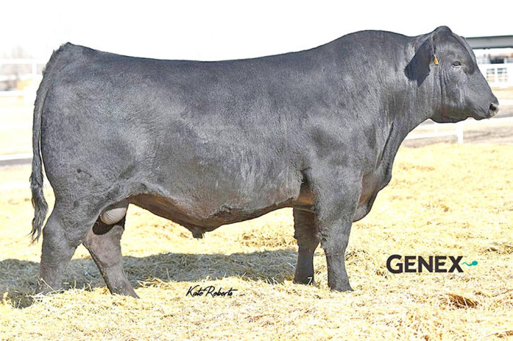 This picture of Spectrum from Sitz Angus Ranch in Montana accompanies his profile with his statistics for those shopping for semen on Genex’s website. (Submitted photo: Kate Roberts)