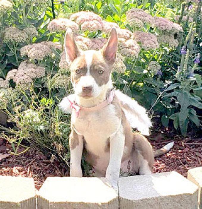 Donations to the angel tree at Runnings will help cute little angels such as these two at Rescues Unlimited.