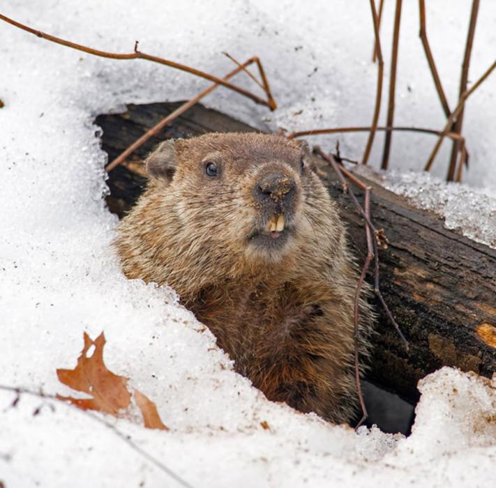 On Groundhog Day, the groundhog predicts whether we will have six more weeks of winter or whether spring has arrived.