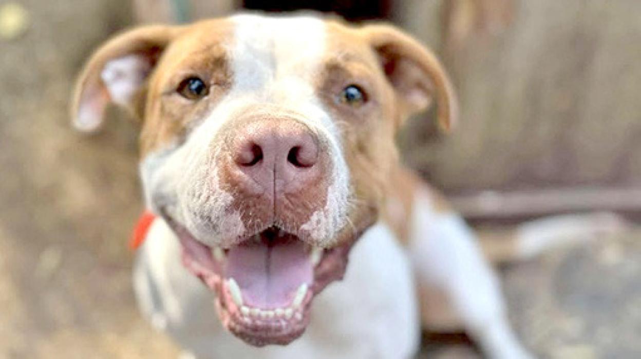 These two puppies are just a couple of the many available for adoption at Rescues Unlimited. Meet even more puppies during Ladies Night at Runnings.
