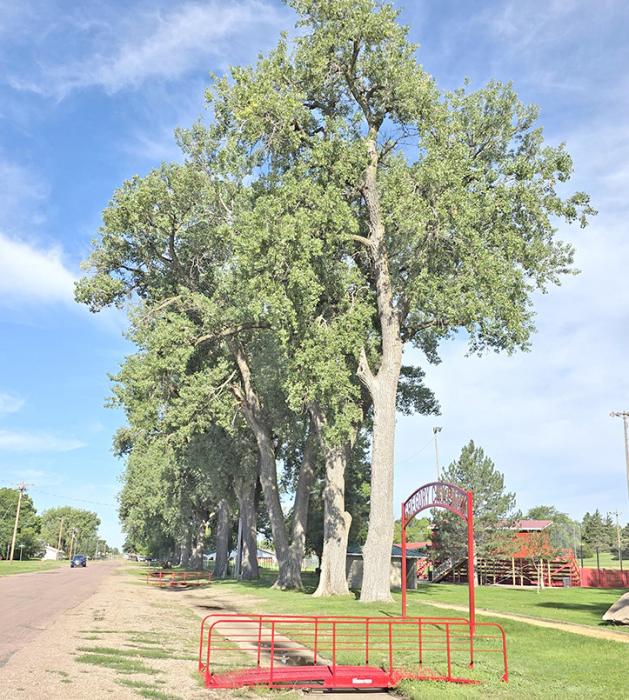 The towering cottonwood trees at the Gregory City Park, planted in the early days of the city’s founding, are reaching the end of their lifespan. Six of the trees are slated for removal to ensure the safety of park patrons. An arborist has examined the trees and found them to be rotting on the inside.