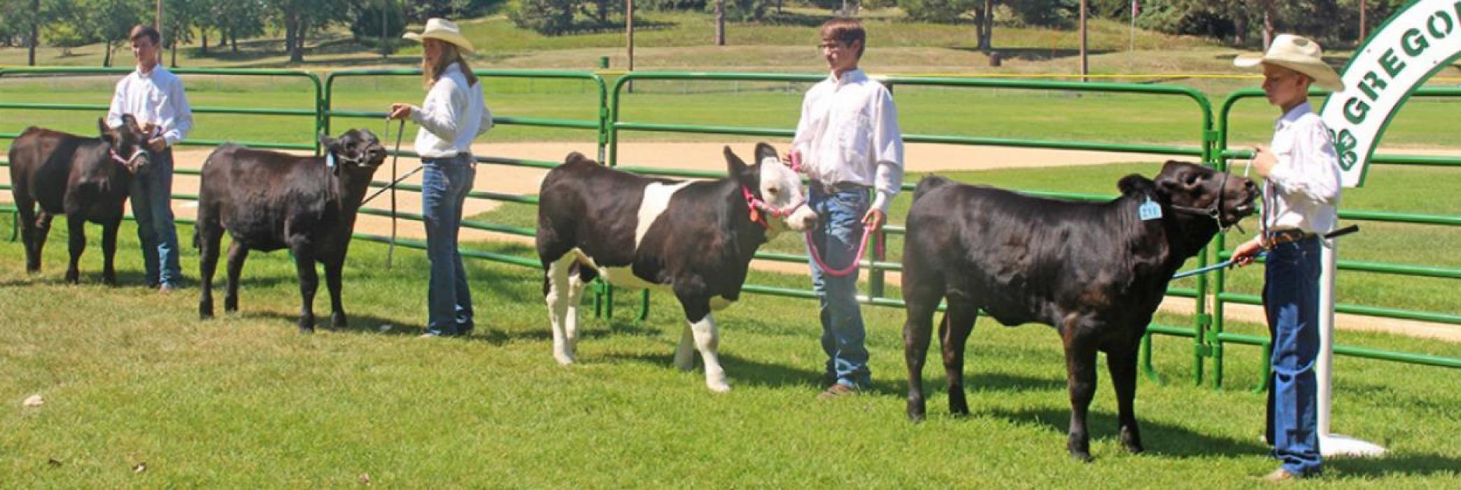 The beef show champions are pictured from l to r: Mason Peck, Hailey Haiar, Carson Peck, and Hayden Haiar.