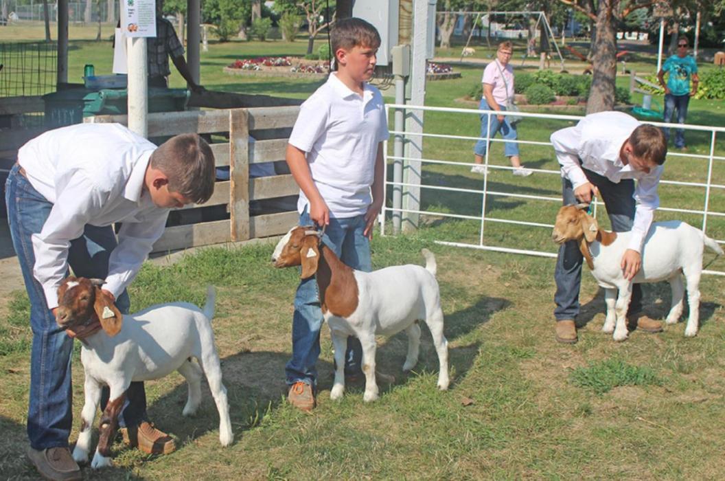 The goat show champions are pictured from l to r: Gabe Adams, Charles Adams and Sawyer Tietgen.