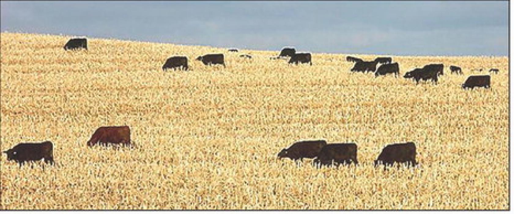 World agricultural supply and demand estimates