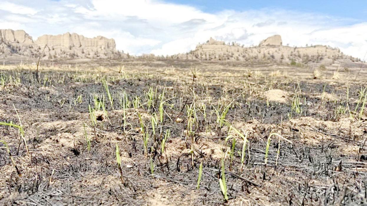 New grasses growing from a burned over area of the South Fork Fire. as cut fencing and dozer lines. (US Forest Service Photo)