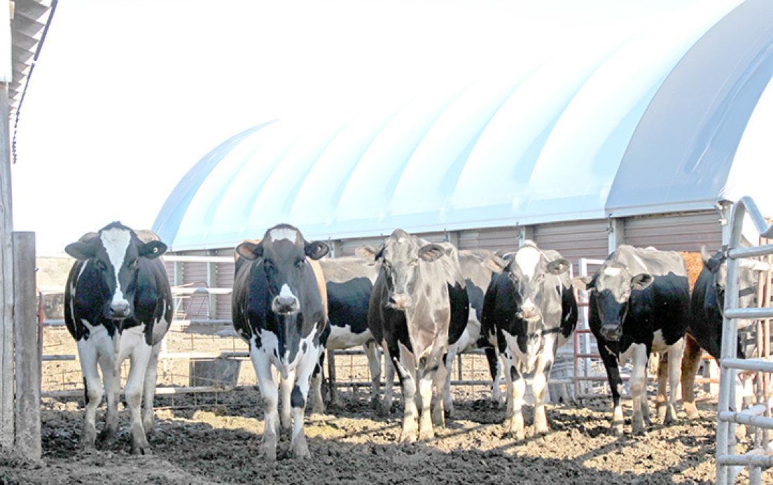 Cows stand outside on the dairy operated by Verlyn and Dana Jons near St. Charles, SD. The Jons family milks 29 cows. (Photo by MLPhotography)