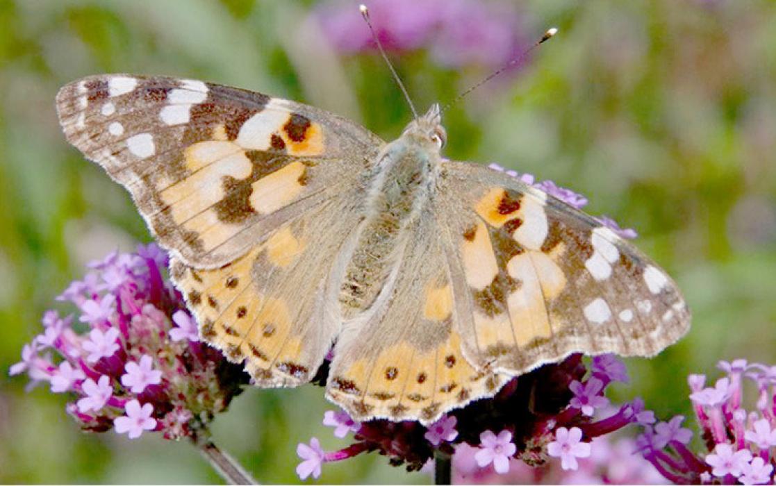 Southern Plains Behavioral Health is hosting a butterfly release at the Park Performance Center in the Gregory City Park, at 7:00 p.m., Wednesday, September 11, 2024, in observance of National Suicide Prevention Month The program will feature a guest speaker who has been affected by suicide, information about how and where to get help, and facts about suicide. It is an event for youth and adults alike.