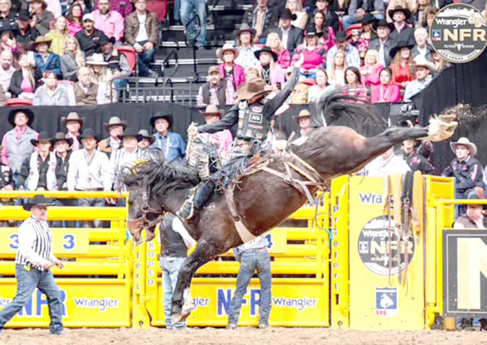 Zeke Thurston of Big Valley Alberta Canada marking 86.5 in round 4 of Wrangler National Finals Rodeo aboard Muddy Creek ProRodeo’s legendary “Bugsy” (Photo by Roseanna Sales)