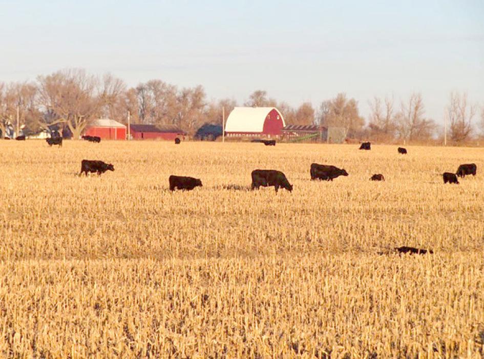 A family photo shows the barn and other buildings on the state property formerly owned by Alfred and Ethilda 'Tilly' Haug in rural Canton, S.D. The buildings were torn down recently to prepare for planned construction of a new prison on the site. (Photo: Courtesy of the Eiesland family)