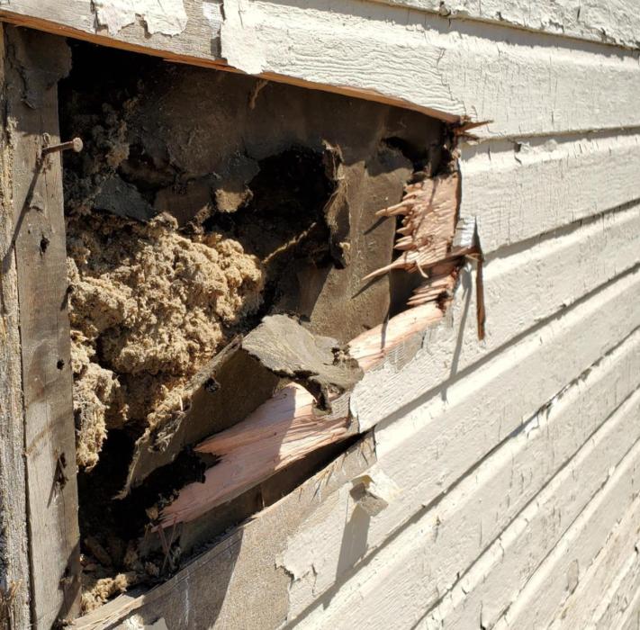 Exploratory removal of some of the siding on the south side of the building revealed some very old, crumbling insulation.