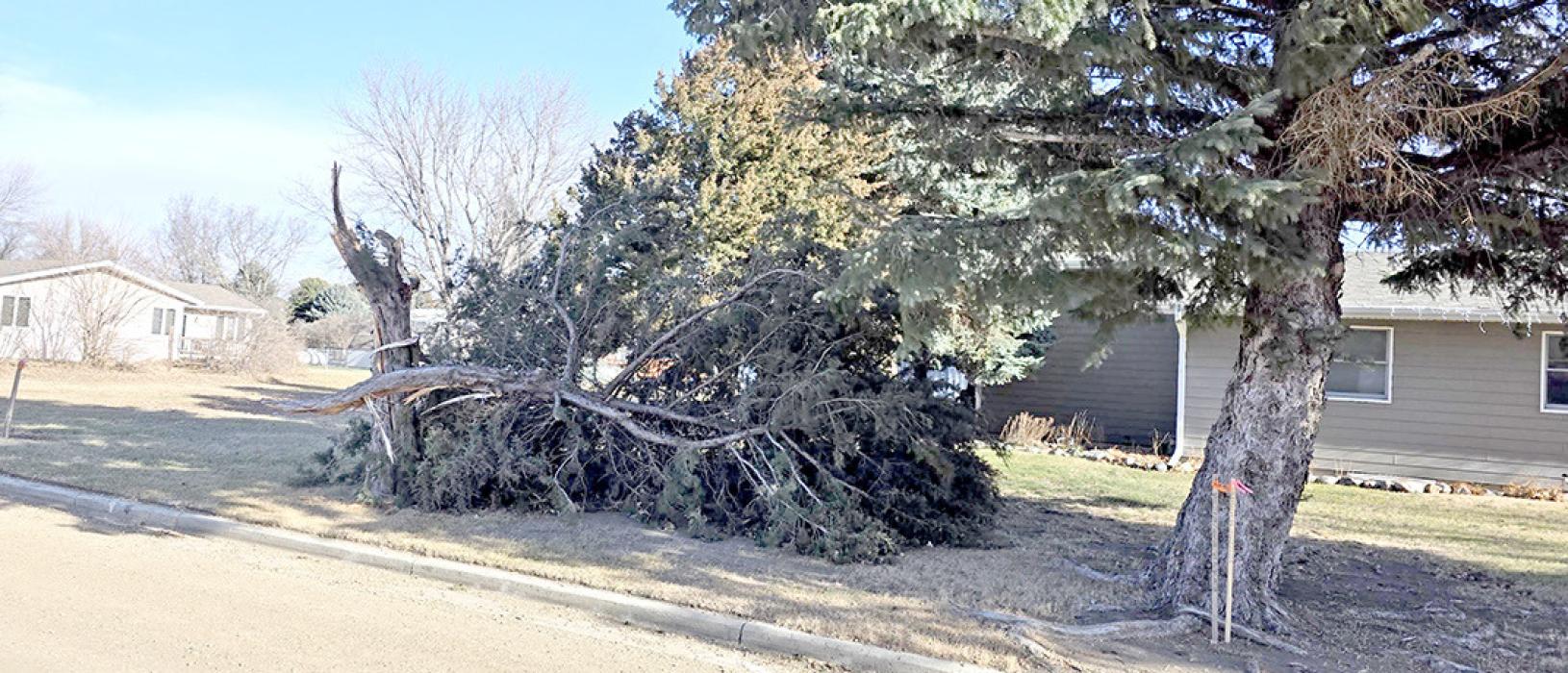 The wind broke off this tree in the yard of Marty and Kyra Jung the morning of December 18, 2025.