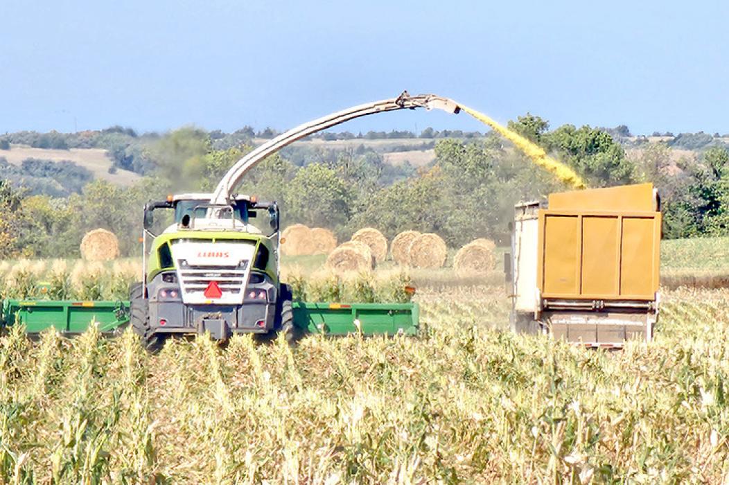 Pasture and forage minute: Considerations for corn silage harvest and following cover crops