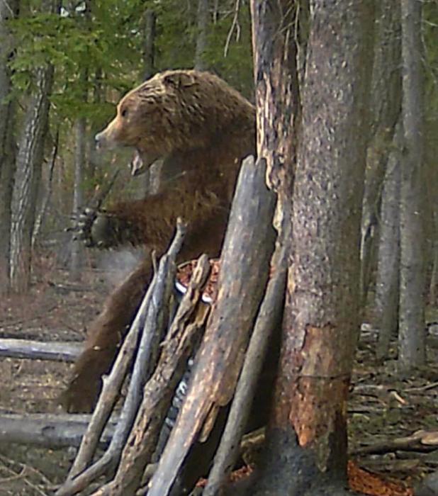 The bear reared up, growled, and spun around when the bullet hit him. He knew exactly where McAllister was. He went about 40 yard from there before falling into the water.