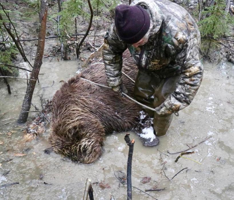 A couple short ropes were all McAllister and his guide had to work with to get the 700 pound bear, now wet and muddy, up on solid land and rolled over to field dress.