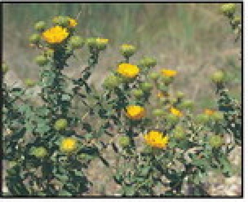 Native Prairie plants to know
