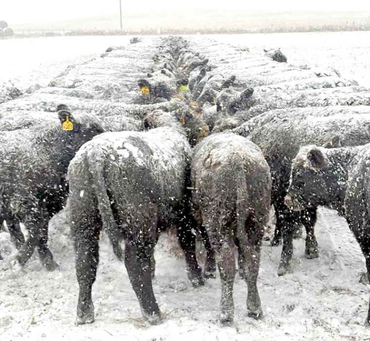 George Kenzy’s cattle didn’t let the snow keep them from the feed bunks. (Photo by George Kenzy)