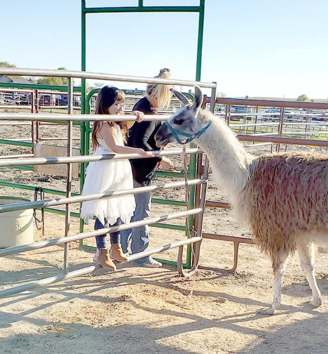A young girl coaxed the llama to eat some grain out of her hand.