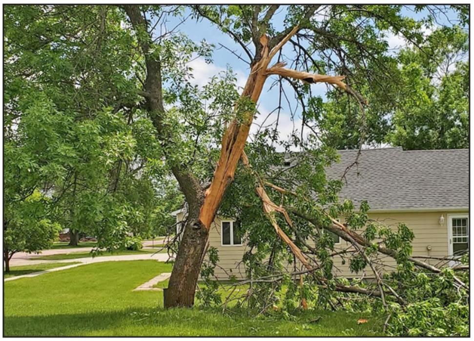 The lightning followed the trunk of the tree down, almost to the ground.