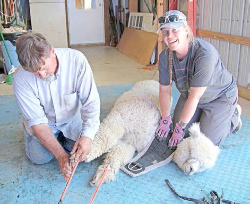 Shearing day marks a season of tradition for the Smith family