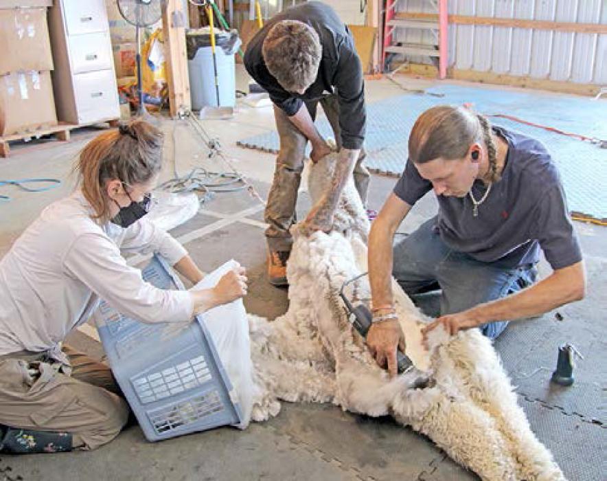 Shearing day marks a season of tradition for the Smith family
