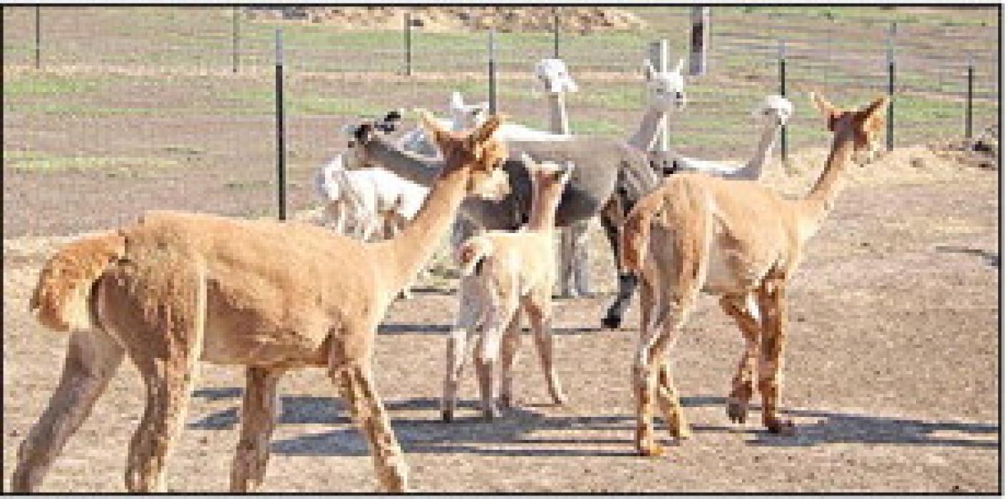 Shearing day marks a season of tradition for the Smith family