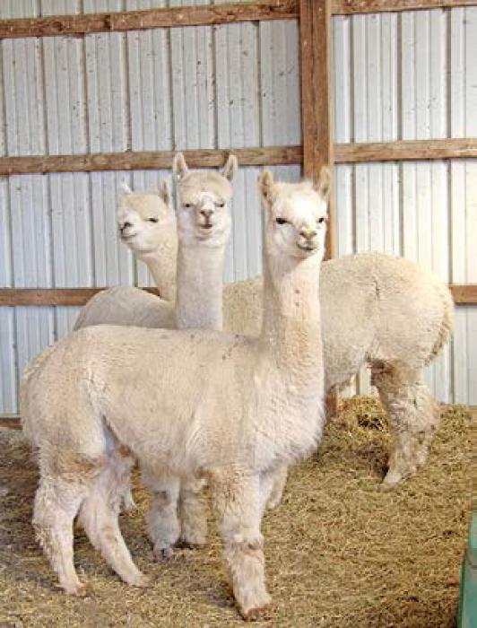 Although the alpacas don’t necessarily enjoy the process of being restrained and sheared, they are happy and cooler after it is done. Below right, three freshly sheared alpacas even seem to be smiling.