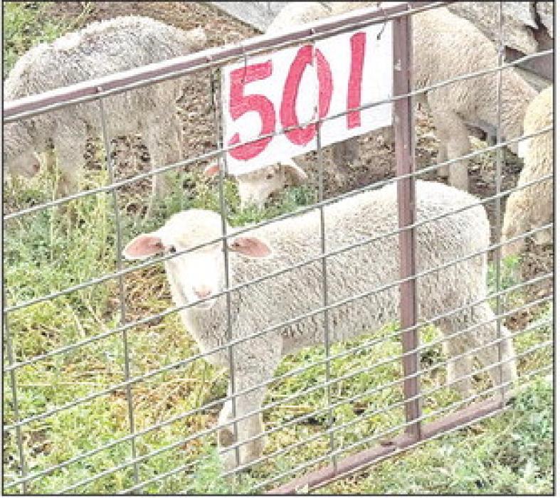 A lamb awaits sale on Sept. 18, 2025, at the Newell Sheep Yards in Newell, S.D. (All Photos: Bart Pfankuch/South Dakota News Watch)
