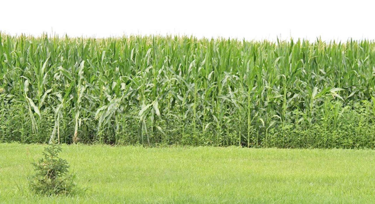 Farmers who grow corn, like this field near Dimock, S.D., shown in July 2023, expect a bumper crop but low prices for their product in 2025.