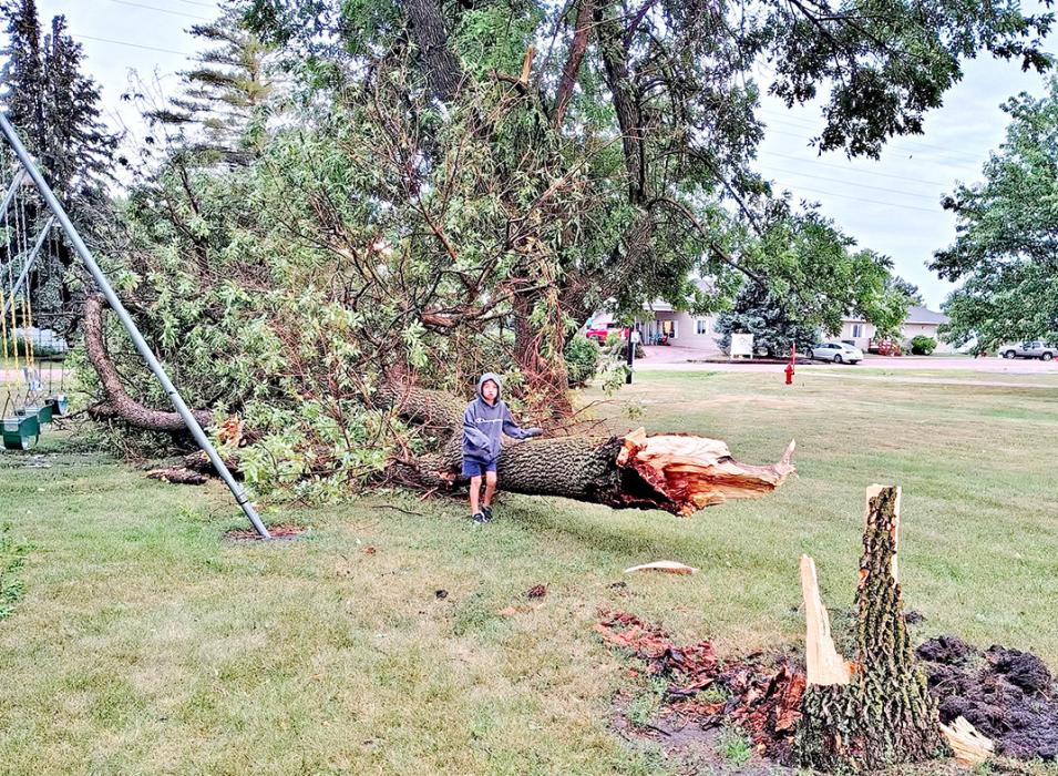 Anton D. stands next to a tree at the Bonesteel City Park that was struck down in Monday night’s storm.