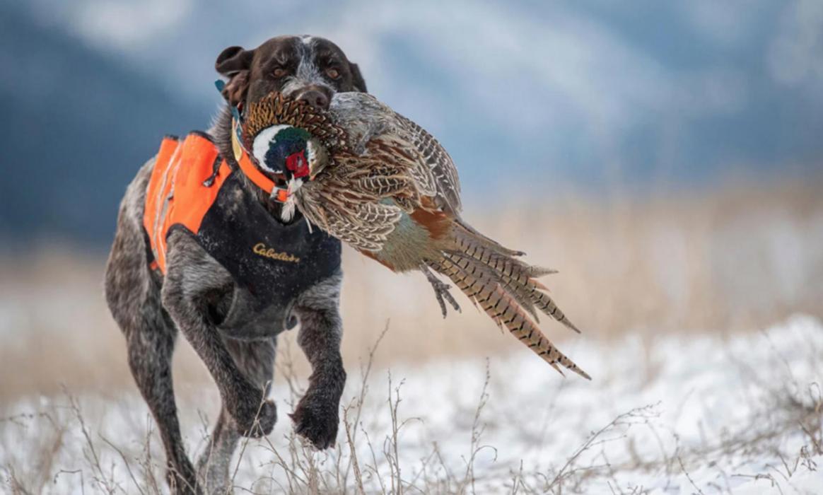 Pheasant season opens Saturday