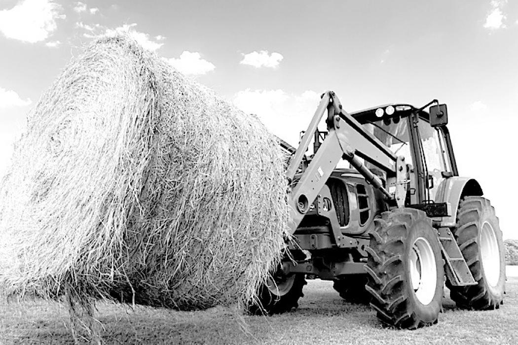 Hay, The Horses Eat It