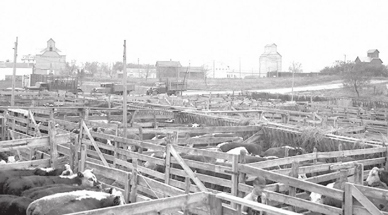 In 1935, a newly-organized concern of the Legion post, backed by a number of business firms in Gregory and M.I. Strain of White River, added pens and yards, reverting the pavilion back to livestock sales, this time adding cattle sales to their services.