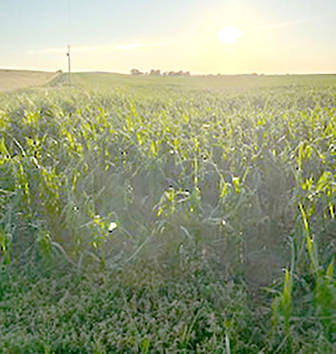 Saturday morning brought wind and pea-sized hail, damaging crops.